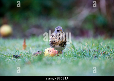 Wacholderdrossel (Turdus Pilaris) im Garten füttern auf apple Stockfoto