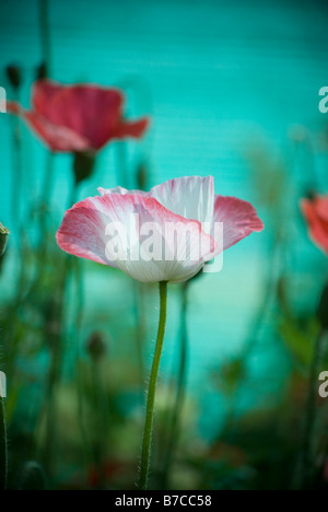 Papaver Rhoeas AKA Klatschmohn, Feld, Mohn, Flandern Mohn oder Red Poppy Stockfoto