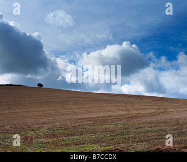 Ein Feld von Stoppeln im Herbst auf den Brendon Hills bei dem Weiler Beggearn Huish in der Gemeinde Watchet bei Williton, Somerset, England. Stockfoto