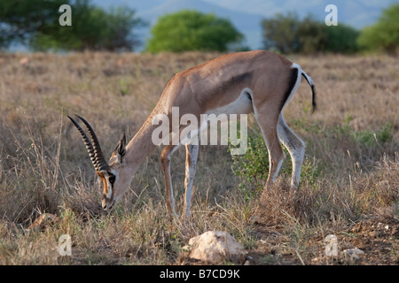 Grants Gazelle Gazella Grantii Tsavo East Nationalpark Kenia Stockfoto