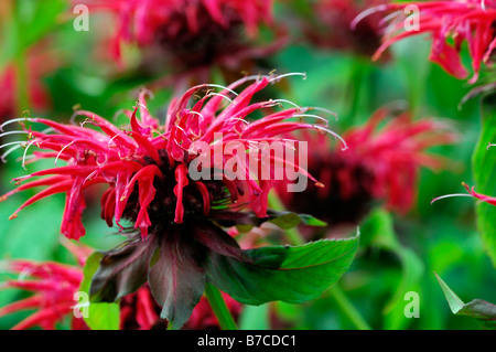 Monarda Feuerball Bergamotte rote Blume Garten Pflanze winterharte