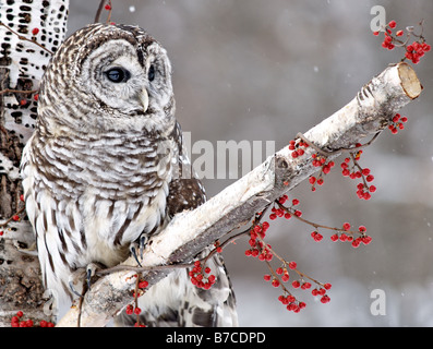 Streifenkauz thront in Birke an einem Wintertag Stockfoto