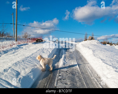 Feldweg im Winter mit weißen Hund, Labradoodle in New Brunswick, Kanada Stockfoto