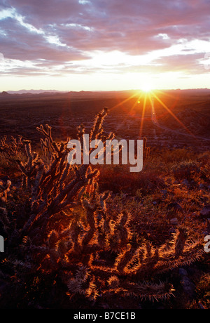 Sonnenuntergang über einem Kaktus und die Wüste in der Nähe von Carefree, Arizona, USA Stockfoto