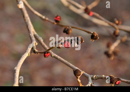 Persische ironwood (Parrotia persica) Stockfoto