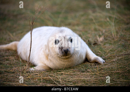 Pup Kegelrobben (Halichoerus Grypus) Stockfoto