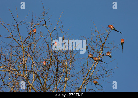 Südlichen Carmine Bienenfresser füllen einen Baum in der Okavango Panhandle, Botswana Stockfoto