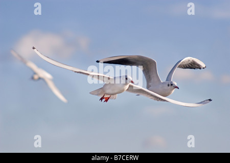 Schwarze Spitze Möwen im Flug Stockfoto