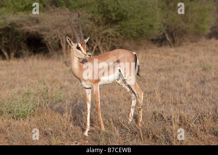 Grants Gazelle Gazella Grantii Tsavo East Nationalpark Kenia Stockfoto