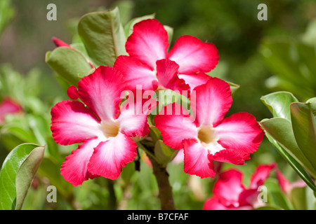 Blumen der Wüste stieg Adenium Obesum Mombasa Kenia Stockfoto