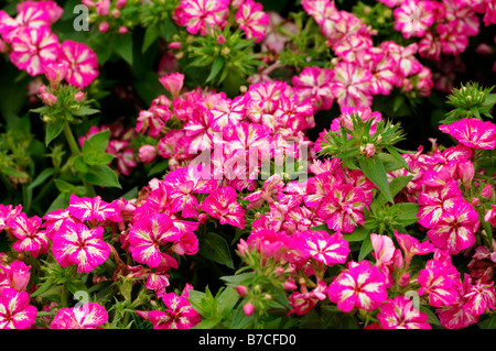 Phlox Drummondii Grammy rosa weiße Blume Closeup Nahaufnahme Makro Blüte Blüte jährliche Container Beetpflanze Stockfoto