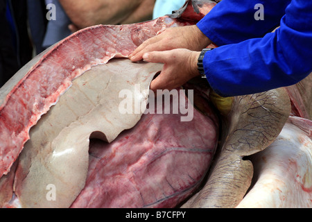 Clinton Duffy, des Department of Conservation, führt eine öffentliche Sezierung eines 3,3 m Mako Hai am Mapua Kai, Neuseeland Stockfoto