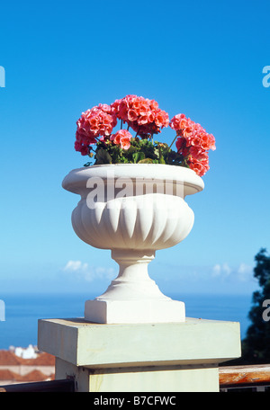 Geranien Blumen im weißen Topf. La Orotava. Auf der Insel Teneriffa. Kanarischen Inseln. Spanien. Stockfoto