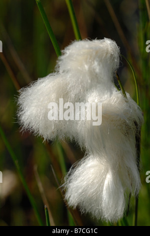 Gemeinsamen Wollgras Wollgras Angustifolium Marloes bloße Pembrokeshire Wales UK Europe Stockfoto