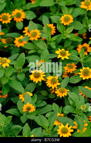 Sanvitalia Procumbens Sorte irische Augen reichlicher Fülle Blume Blumen blühen goldene orange Farbe Farbe grün Auge Stockfoto