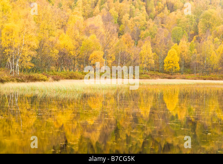 Herbst Reflexionen, Cairngorms National Park, Highlands, Schottland, UK Stockfoto