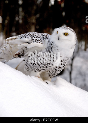 Schneeeule mit Flügeln leicht erweitert thront auf einer Schneewehe. Stockfoto