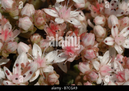 Englische Fetthenne Sedum Anglicum Pembrokeshire Wales UK Europe Stockfoto