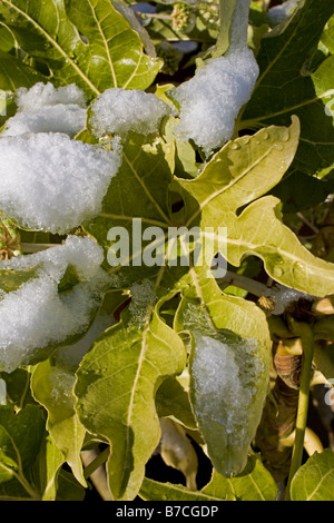 Japanische Aralia Fatsia Japonica Leaf im Schnee UK Stockfoto