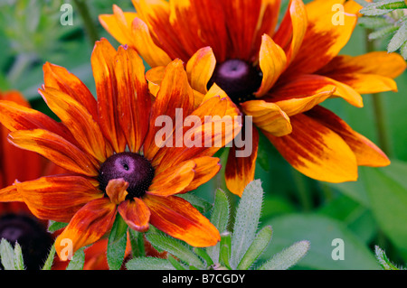 Rudbeckia Hirta "rustikalen Zwerg" Sorte Blume blühen Blüte Blume gelb Gold Bronze Mahagoni mit schwarzen Kegel halbe hardy Stockfoto