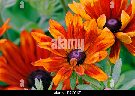 Rudbeckia Hirta "rustikalen Zwerg" Sorte Blume blühen Blüte Blume gelb Gold Bronze Mahagoni mit schwarzen Kegel halbe hardy Stockfoto