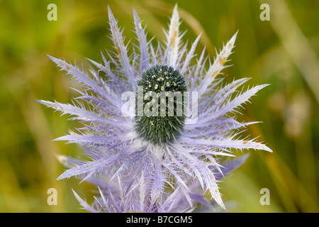 Wild Blue Sea Holly Eryngium Alpinum oder blau zu destillieren Stockfoto