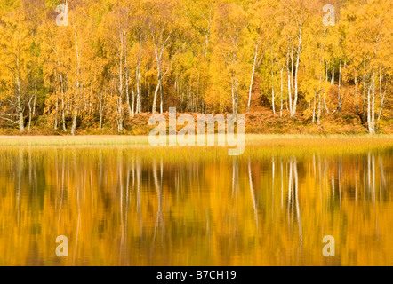 Sonnigen Herbsttag im Cairngorms National Park Highlands, Schottland, Vereinigtes Königreich Stockfoto