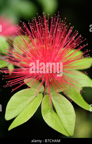 Calliandra haematocephala (Rotpuderpuff / Puderpuff Baum / Feenstaub) Nahaufnahme der Blume Stockfoto