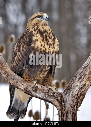 Schön rau – Dreibein Hawk im winter Stockfoto