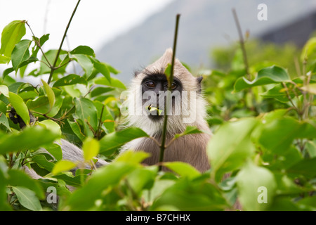 Eine wilde Affen essen verlässt Stockfoto