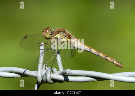 Gemeinsamen Darter, Sympetrum Striolatum ruht auf Stacheldraht, Arne RSPB, Dorset. Stockfoto