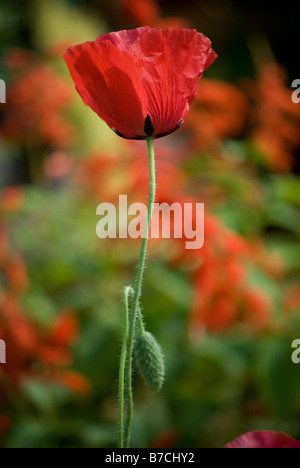 Papaver Rhoeas AKA Klatschmohn, Feld, Mohn, Flandern Mohn oder Red Poppy Stockfoto