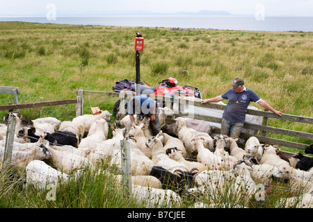 Schafscheren auf dem Feld in der Nähe von North Erradale, nördlich von Gairloch, Wester Ross, Highland, Schottland Großbritannien Stockfoto