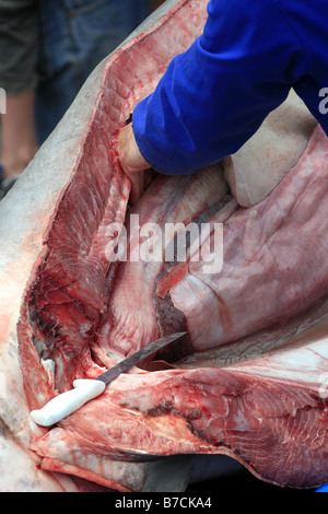 Clinton Duffy, des Department of Conservation, führt eine öffentliche Sezierung eines 3,3 m Mako Hai am Mapua Kai, Neuseeland Stockfoto