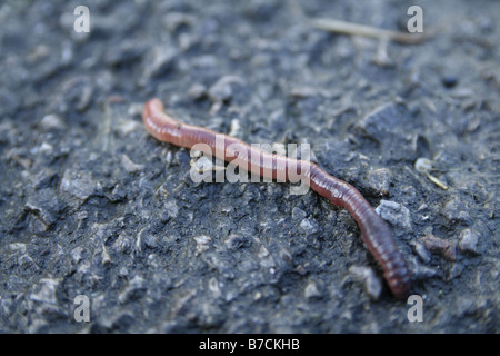 Ein live-Wurm kriecht über Asphalt Stockfoto