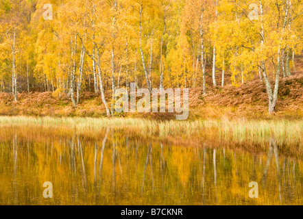 Herbst Reflexionen, Cairngorms National Park, Highlands, Schottland, UK Stockfoto