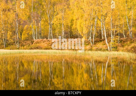 Herbst Reflexionen, Cairngorms National Park, Highlands, Schottland, UK Stockfoto