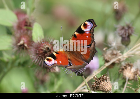 Peacock Inachis Io Schmetterling Flügel öffnen Sie ernähren sich von Disteln, Staffordshire. Stockfoto