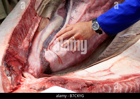 Clinton Duffy, des Department of Conservation, führt eine öffentliche Sezierung eines 3,3 m Mako Hai am Mapua Kai, Neuseeland Stockfoto