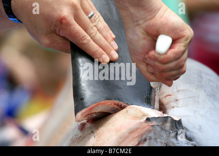 Clinton Duffy, des Department of Conservation, führt eine öffentliche Sezierung eines 3,3 m Mako Hai am Mapua Kai, Neuseeland Stockfoto