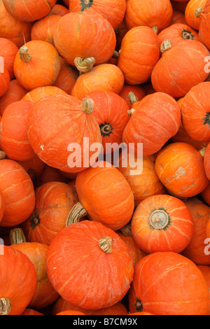 ein Haufen von gold-Nugget squash Stockfoto