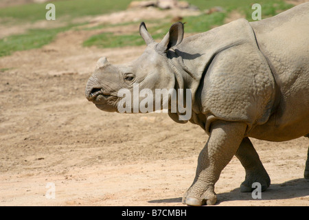 ESCONDIDO, CA - 26 März: Baby indische Nashorn auf dem Parkgelände Stockfoto