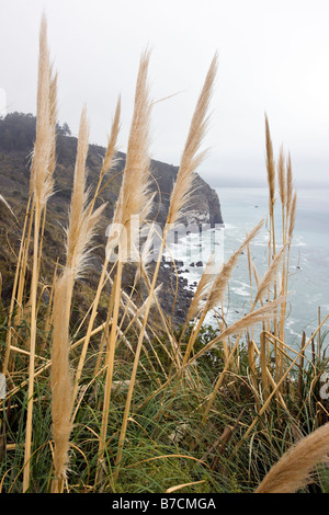 Pampasgras (Cortaderia Selloana) wächst an der Big Sur Küste, auch auf Lucia, Kalifornien, USA Stockfoto