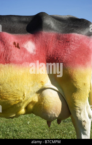 Hausrind (Bos Primigenius F. Taurus), Kuh gemalt in den Farben der deutschen Flagge von Fußball-Fans, Deutschland Stockfoto