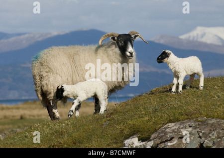 Hausschaf (Ovis Ammon F. Aries), scottish Blackface Schafe und Lämmer, Großbritannien, Schottland, Isle of Mull Stockfoto