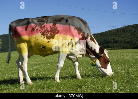 Hausrind (Bos Primigenius F. Taurus), Kuh gemalt in den Farben der deutschen Flagge von Fußball-Fans, Deutschland Stockfoto