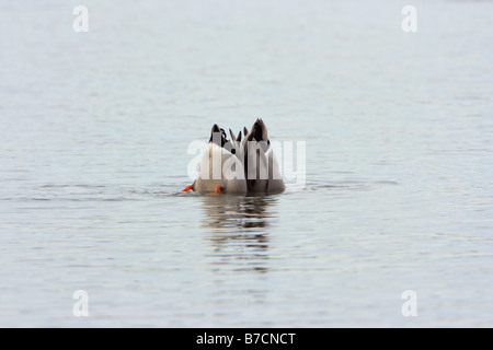 Stockente (Anas Platyrhynchos), hinten zwei Erpel Tauchen nach hinten, Deutschland, Bayern, Chiemsee Stockfoto
