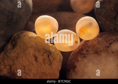 Forelle, Bachforelle, Bachforelle (Salmo Trutta Fario), Eiern zwischen Kieselsteinen bei Gegenlicht Stockfoto