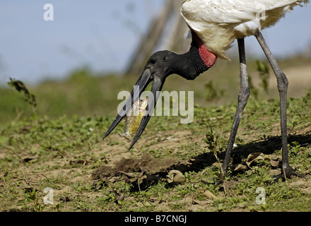 Jabiru (Nahrung Mycteria), mit Gefangenen Piranha Serrasalmus spec, Brasilien, Pantanal Stockfoto