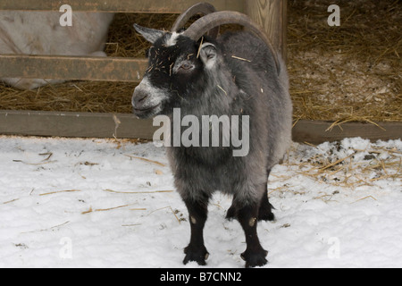 Eine Ziege ist an einem verschneiten Tag im Central Park Kinderzoo in New York gesehen. Stockfoto